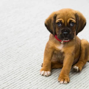 Certificate in Dog Psychology, Behaviour & Training