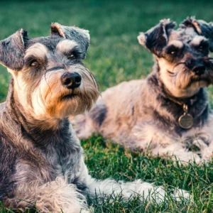 Certificate in Dog & Pet Grooming