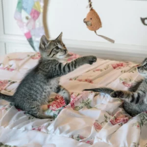 Certificate in Animal Care