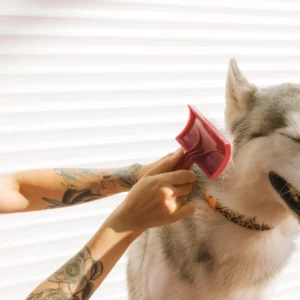 Diploma in Dog Grooming