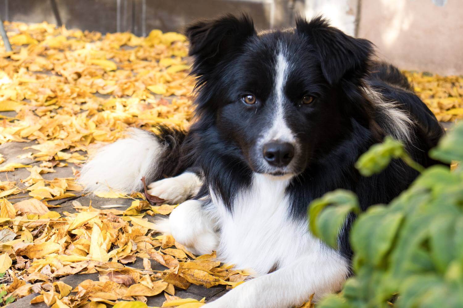 Border Collie